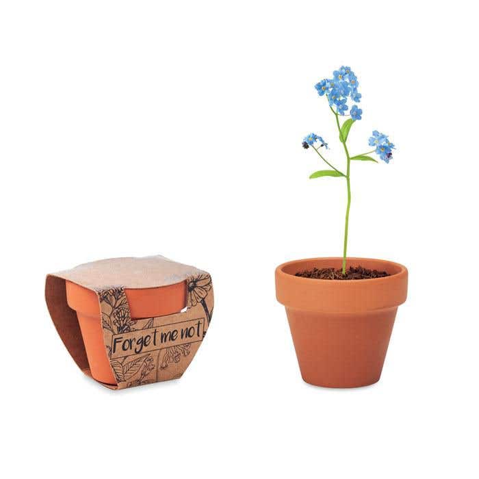 Kweekset Forget Me Not