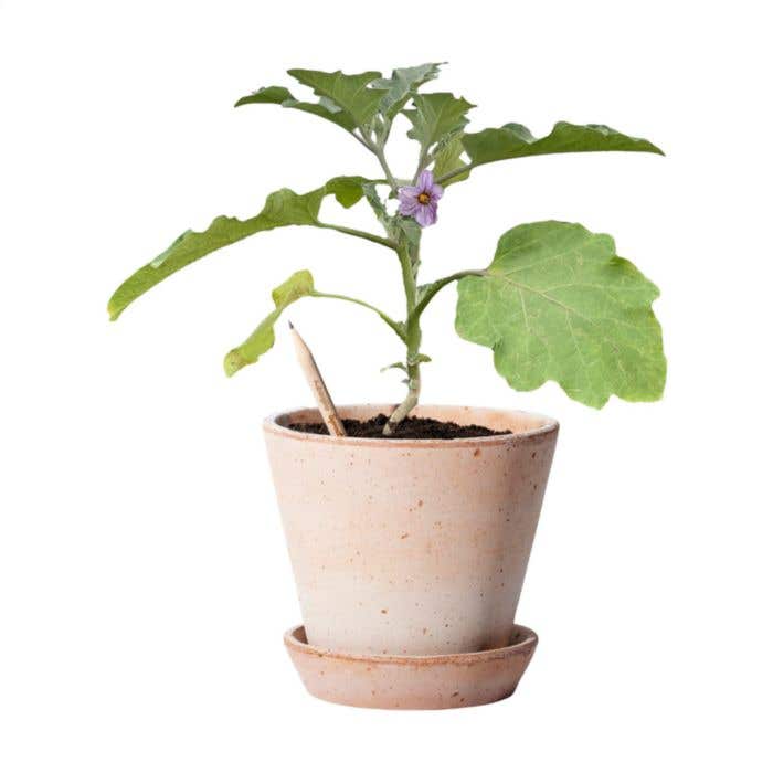 Sproutworld crayon | Plantable | Avec graines