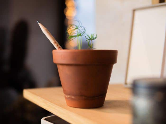 Sproutworld Set Sharpened Pencil and Header Card