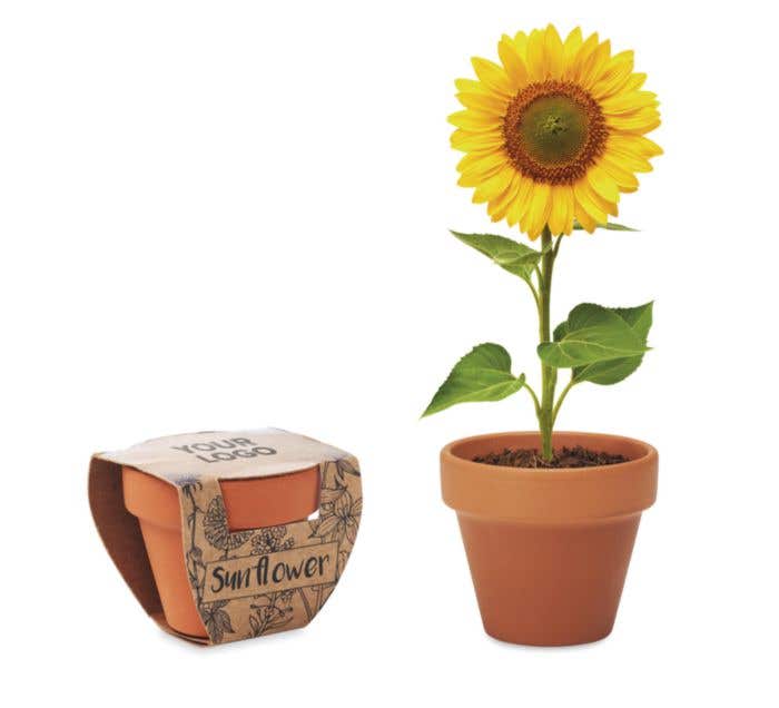 Pot graines de tournesol