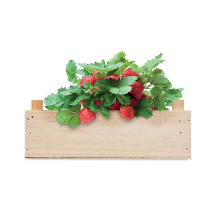 Graines de fraises dans une cai