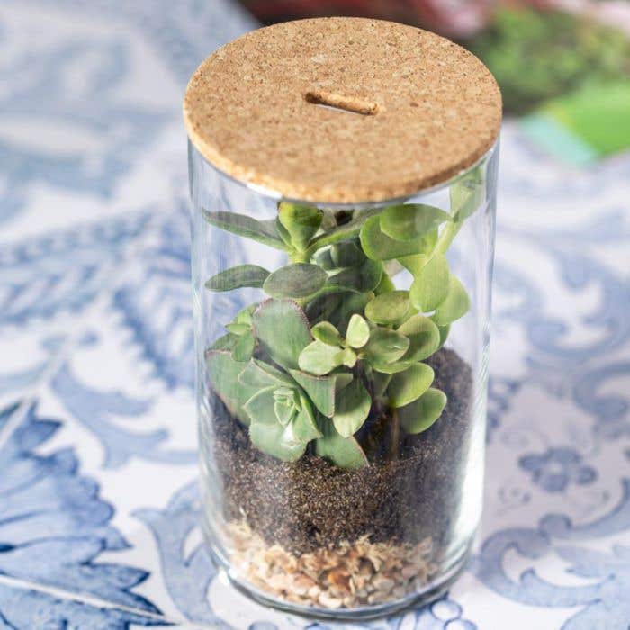 Anymak Terrarium